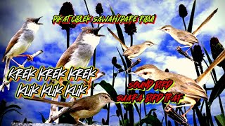 Download lagu suara pikat burung ciblek sawah, suara ciblek betina merengek ampuh untuk pikat burung ciblek mp3 Download lagu suara pikat burung ciblek sawah, suara ciblek betina merengek ampuh untuk pikat burung ciblek mp3