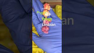 Turn the Friggin Frogs Lesbian Remix 🏳️‍🌈 #gayfrogs #lesbian #soapcutting #soap #lgbtqia