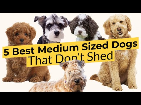 5 Best Medium Sized Dogs That Don't Shed 🐶🔴 2024 🔴