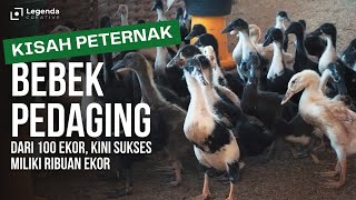 Download lagu SUKSES TERNAK BEBEK PEDAGING HINGGA MILIKI RIBUAN EKOR mp3