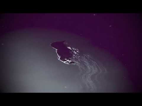 Moonbeam ft Matvey Emerson - Alive