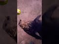 Piggles And A Granny Smith Apple Arizona Urbangardening Potbellypig Petpig Apple Circus
