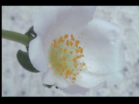 Flowers in macro - 60fps