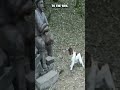 Canine Confusion: The Playful Pup and the Still Statue 🐶 #shorts