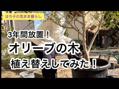 オリーブの木を鉢で育てる方法