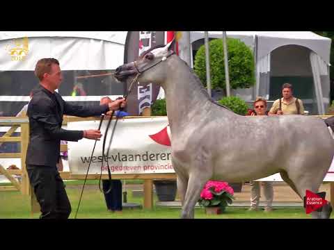 N.152 FADWA AA - Bruges 2018 Int B - 3 Years Old Fillies (Class 107)