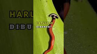 Download lagu HEWAN ANEH - Haruskah di Bunuh❗️ mp3