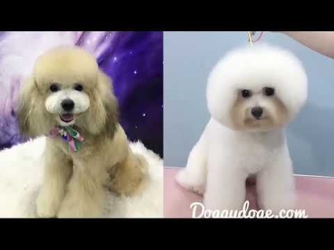 选择什么课程？选择什么行业？  “ 宠物美容师 ”