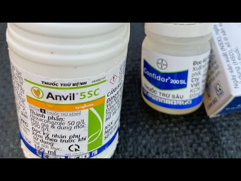 Chia sẻ cách chăm phôi mai vàng đạt hiệu quả