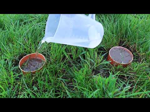 Wasserinfiltration in verdichtetem Boden