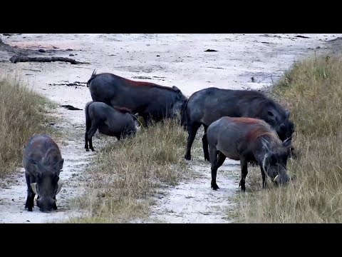 Djuma Cam - Warthog family of 5 on 4/30/25