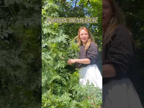 Do you know your poison hemlock from your cow parsley? Learn Conium maculatum #foraging #toxicplants