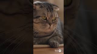子猫にお気に入りのおもちゃを貸す先住猫が優しすぎた【猫あるある/AIアニメ】