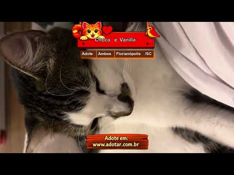 Vídeo de Choco e Vanilla