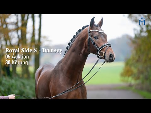 Nr. 5 Hengst v. Royal Side S - Damsey