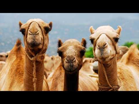 Fakten über Kamele | Interessante Fakten über Tiere #tiere #kamele