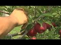 Apple Picking Season Underway In Western Massachusetts
