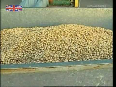 How Pistachio Nuts are Harvested & Processed