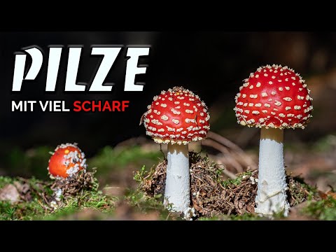 Photographing mushrooms - magic in the forest