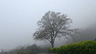 Spring mists
