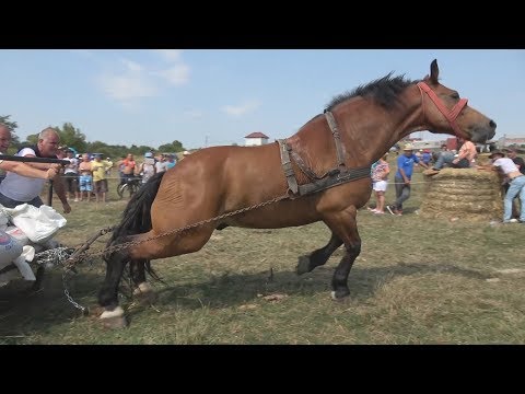 Concurs cu cai de tractiune Osorhei, Bihor 2017