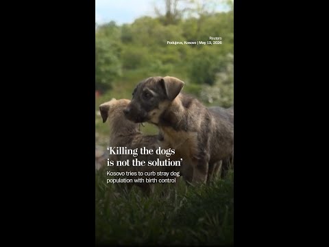 Kosovo tries to curb stray dog population with birth control
