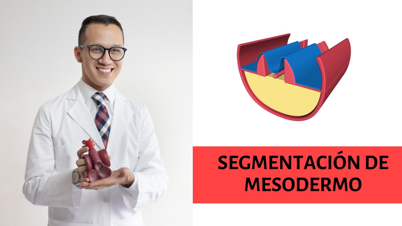 Embriología 3D - Segmentación y Derivados de Mesodermo.