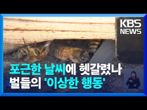 , title : '따뜻한 겨울, 월동 잊은 꿀벌…“병충해 걱정” / KBS  2022.11.25.'