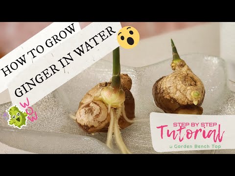 How to Grow Store-Bought Ginger in Water at Home (Step-by-Step Tutorial)