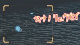 【MHWilds】スナノリュウセイに不意に遭っても慌てずに