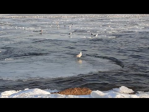CHERRY BEACH IN WINTER PART 2-PLAYA CHERRY EN INVIERNO PARTE 2