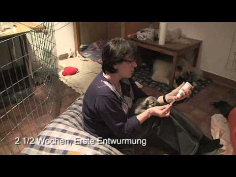 Welpenaufzucht in der KZG