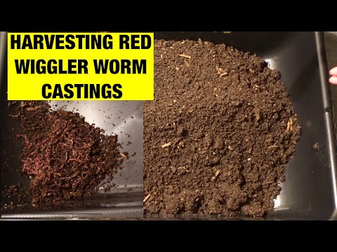 Harvesting my largest batch of red wiggler worm castings!