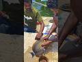 Beautiful Sea Fish Caught By Handline Fishing Shorts Shortsfeed Video Fishinglife