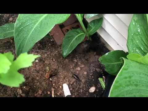 Groundhog Burrows Under Home in Parlin, NJ