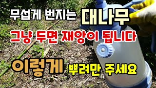 대나무제거방법 무섭게번지는 대나무 그냥 두면 재망이됩니다 이렇게 1년에 두번만 뿌려주면 쉽다