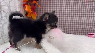 チワワ(ロング)の動画01