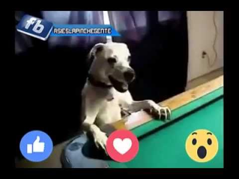 El mejor perro jugando billar - The best dog playing pool amazing  2016