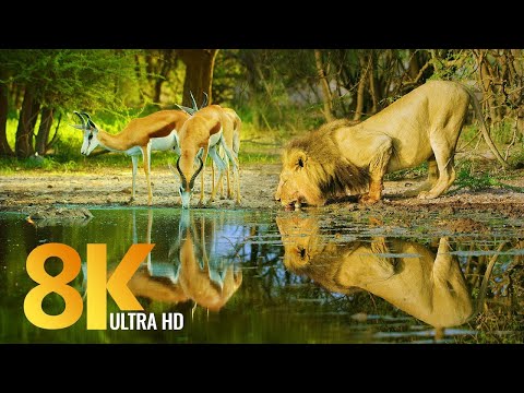 Amazing Wildlife of Botswana - 8K Nature Documentary Film (without music)