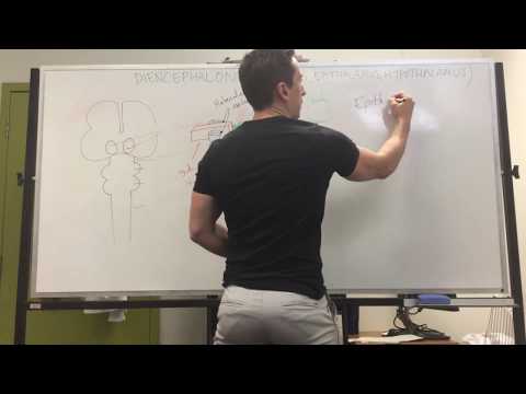 Diencephalon (Thalamus, Epithalamus, and Hypothalamus) - YouTube