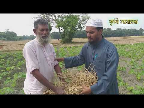 স্কোয়াশে মালচিং করার সহজলভ্য উপকরণ, যা না জানলেই নয়