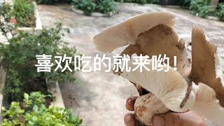 喜欢吃的就来哟！