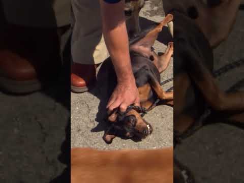 Fierce Pinscher Attacks Cesar's Pack #dogwhisperer #dog #cesarmillan