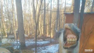 Faith Healer - Waiting