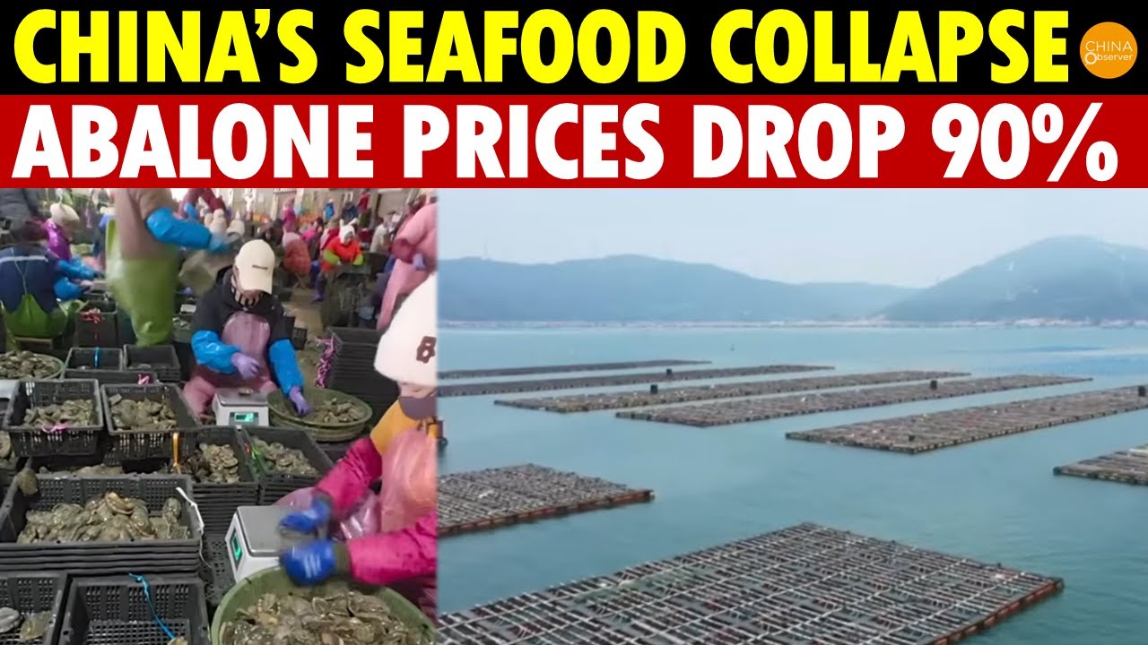 China’s Seafood Collapse! Abalone Prices Drop 90%, From 200 Yuan to 30 Yuan Per Pound