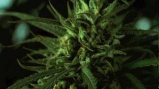 Download lagu Leave Ken Alone by Dj Ignite,Produced by Klou mp3 Download lagu Leave Ken Alone by Dj Ignite,Produced by Klou mp3