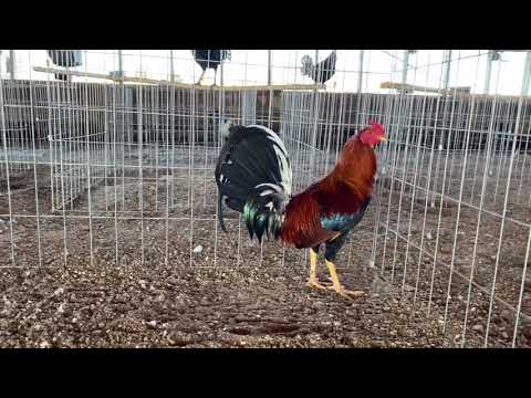 Sweater/kelso stag from this year