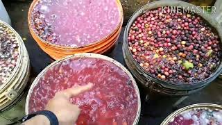 INCRÍVEL ESTE PROCESSAMENTO DE SEMENTE E ENXERTIA DE CAFÉ ROBUSTA