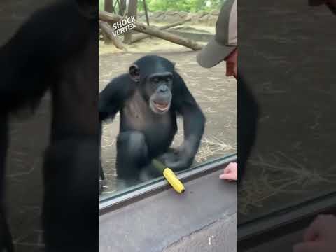 MONKEY TROLL! Tourist Teases Chimp with Banana, Ape's Reaction is PRICELESS! 🍌  #funnyapexlegends
