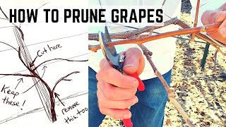 In-Depth Grape Pruning🍇KEY FACTORS For Many Methods